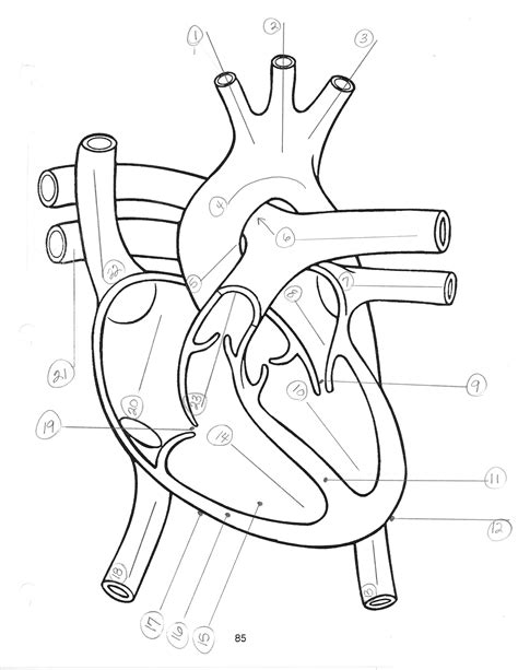 Printable Blank Diagram Of The Heart
